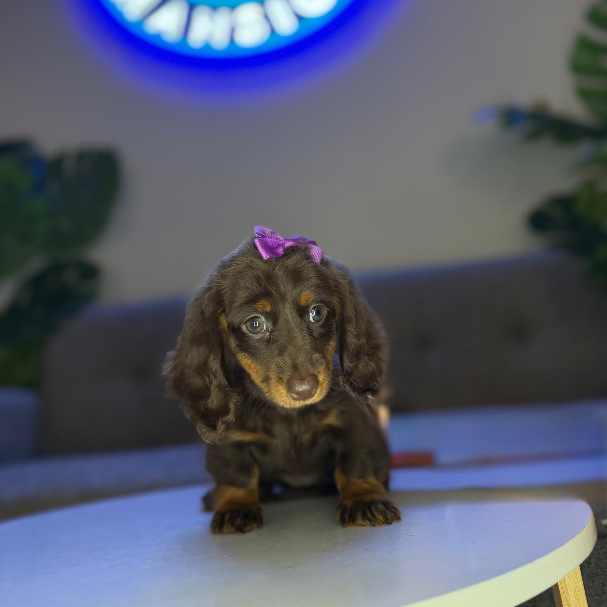 Puppy Mansion 