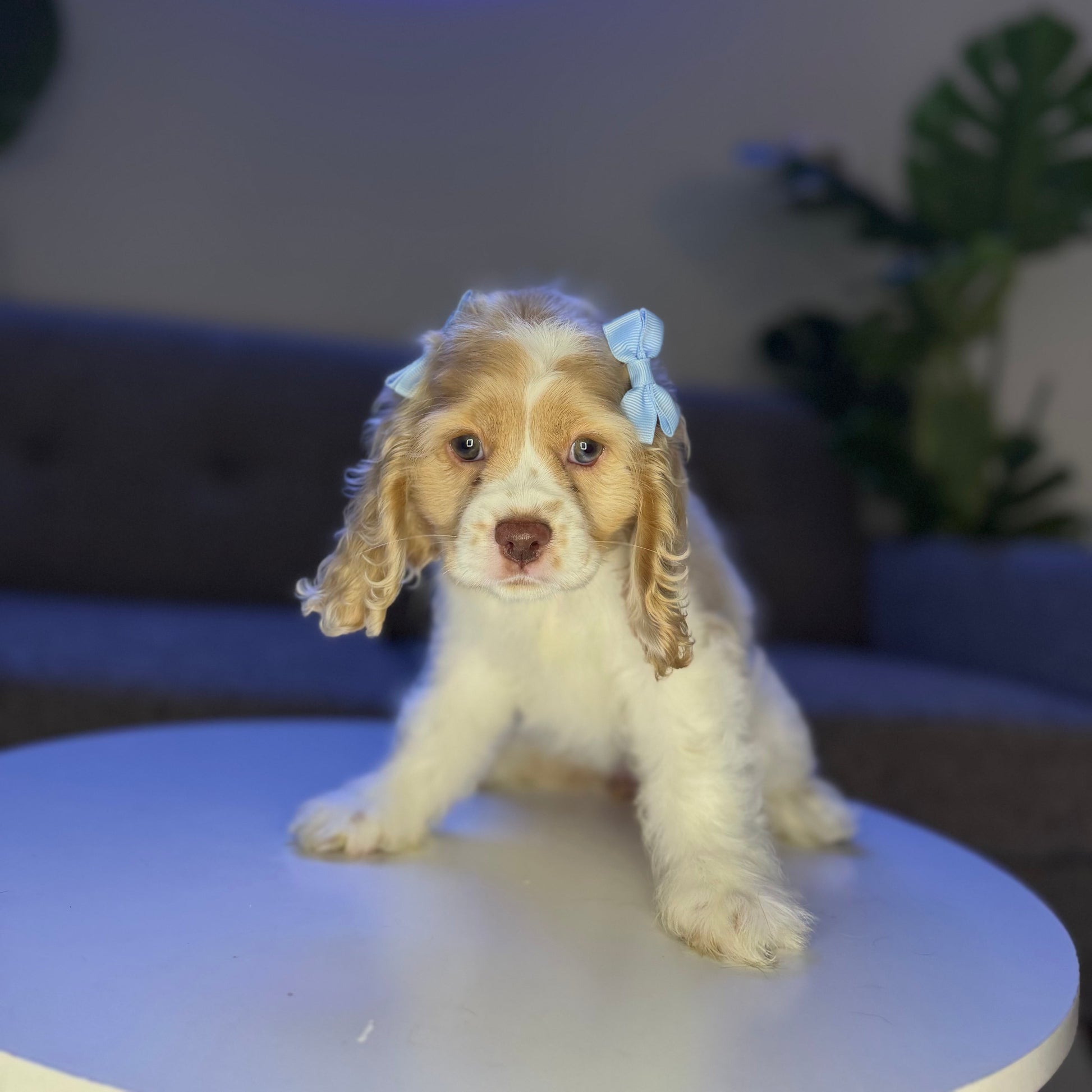Puppy Mansion 