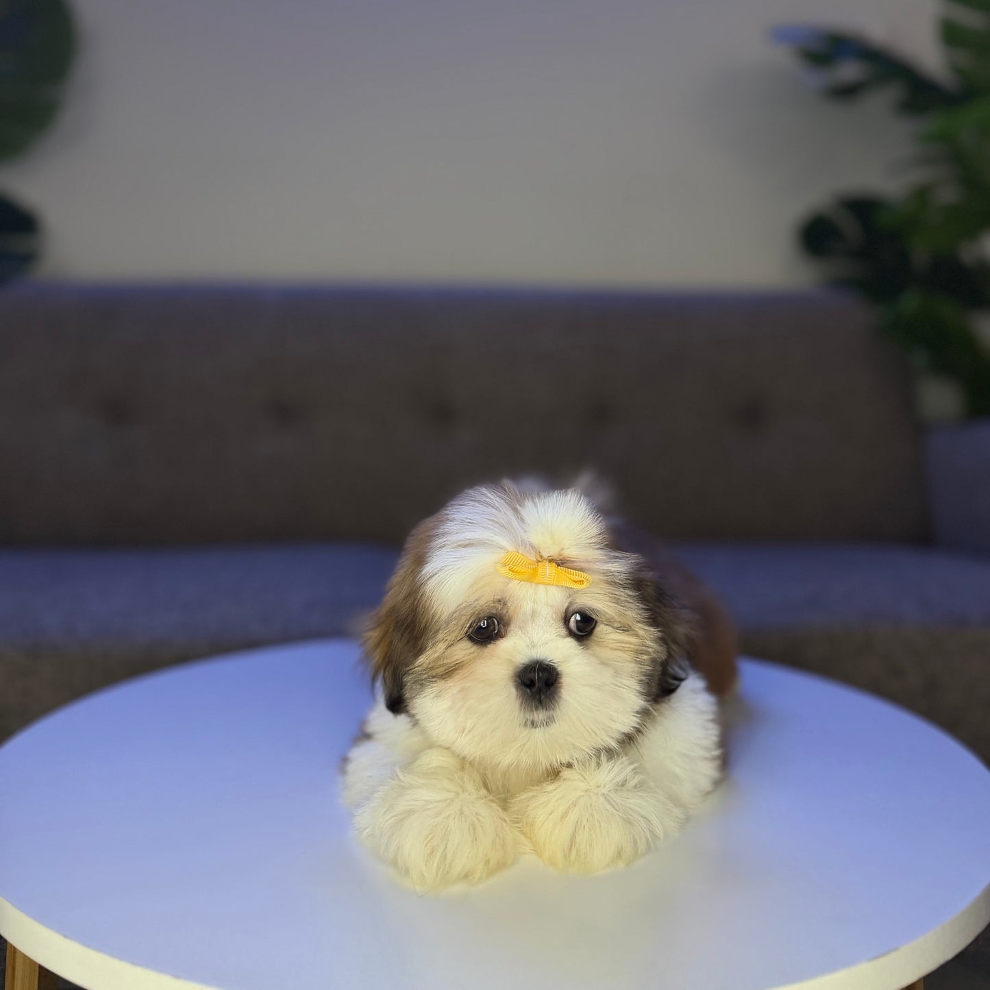 Kahlua