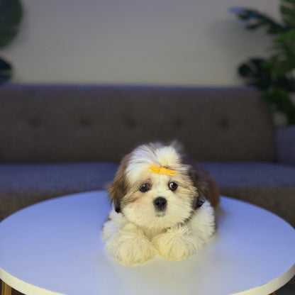 Kahlua
