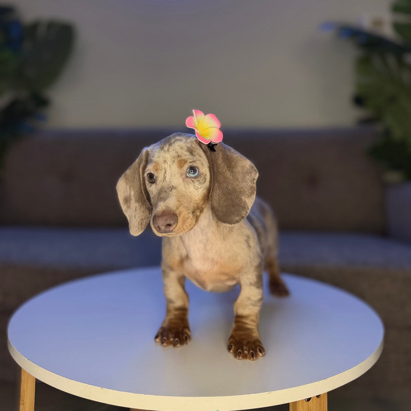 dog-image