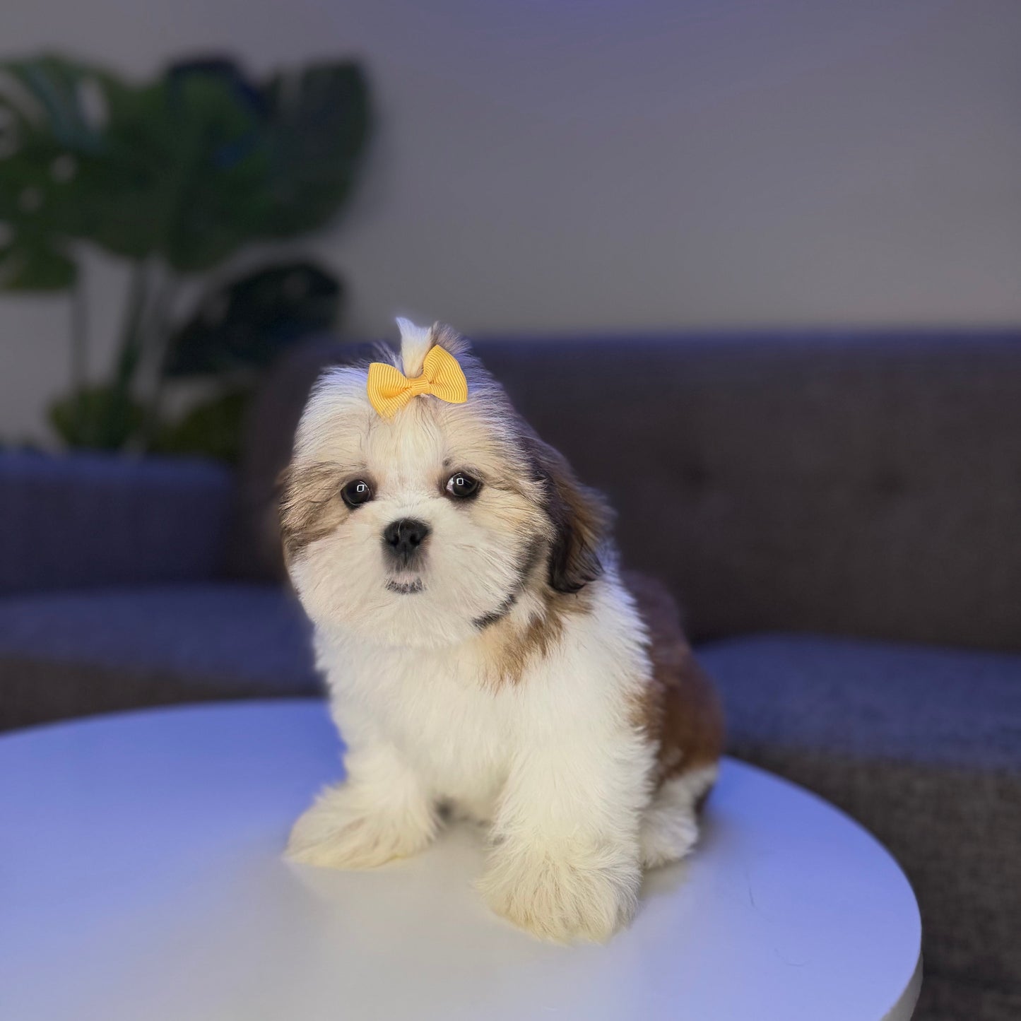 Kahlua