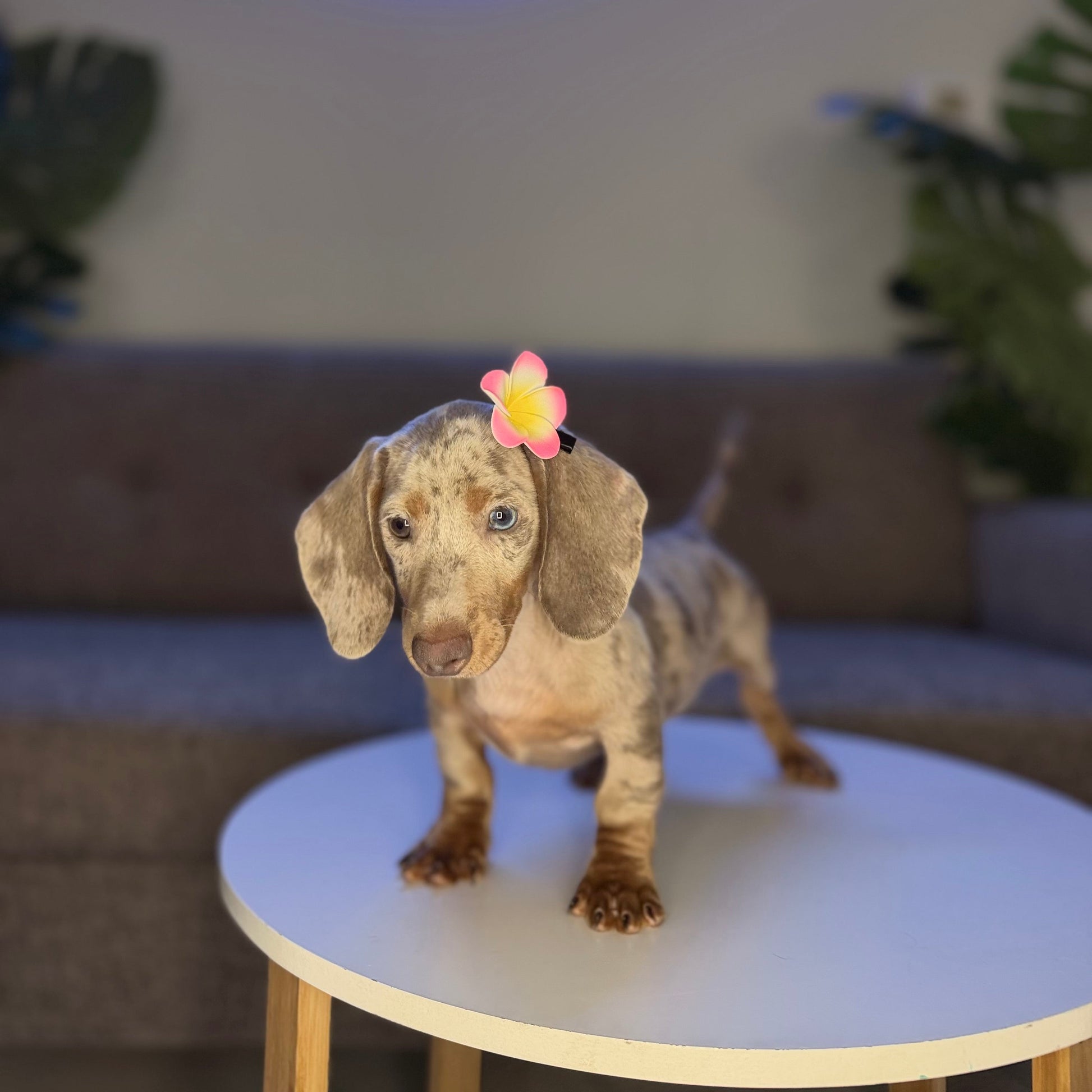Puppy Mansion 