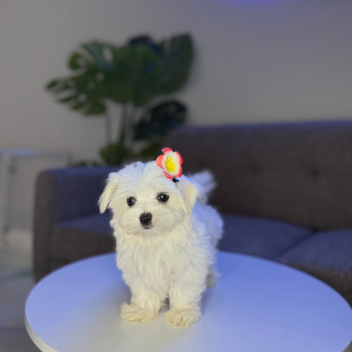 Puppy Mansion 