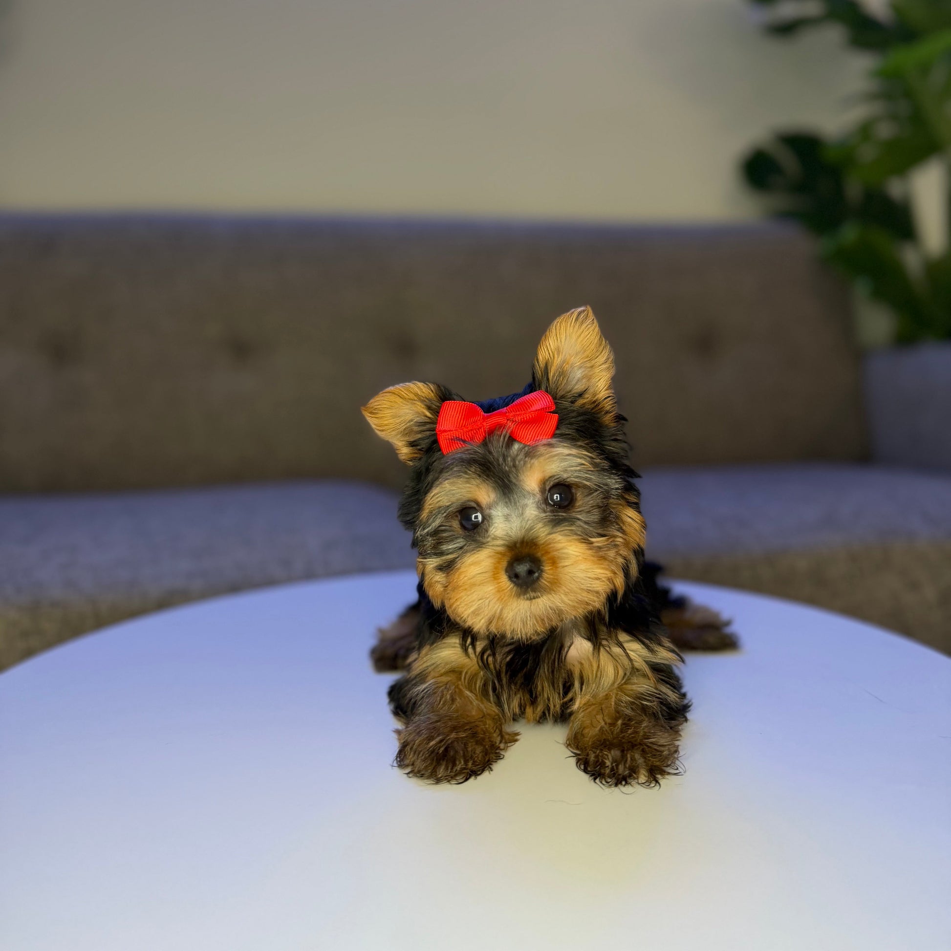 Puppy Mansion 