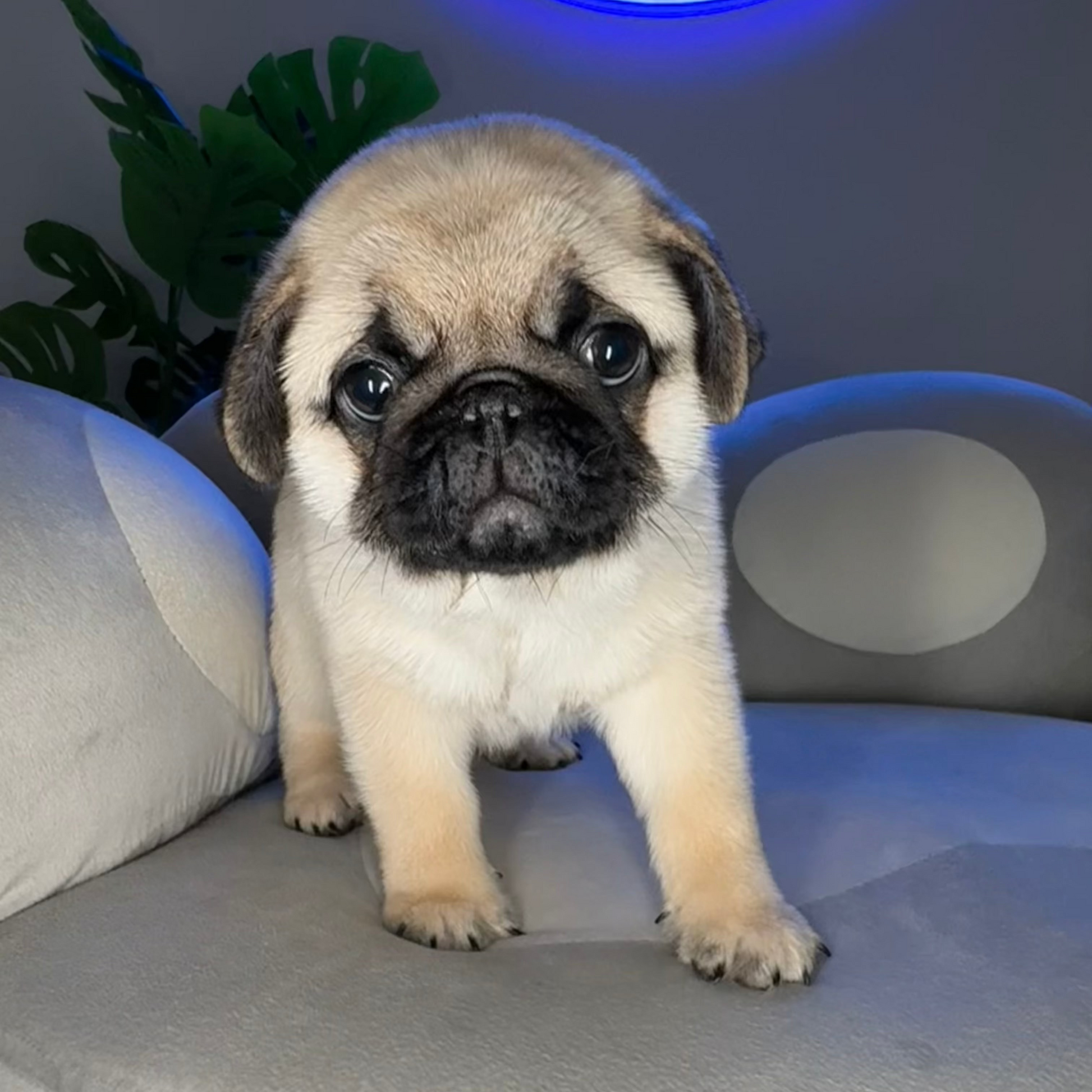 Puppy Mansion 