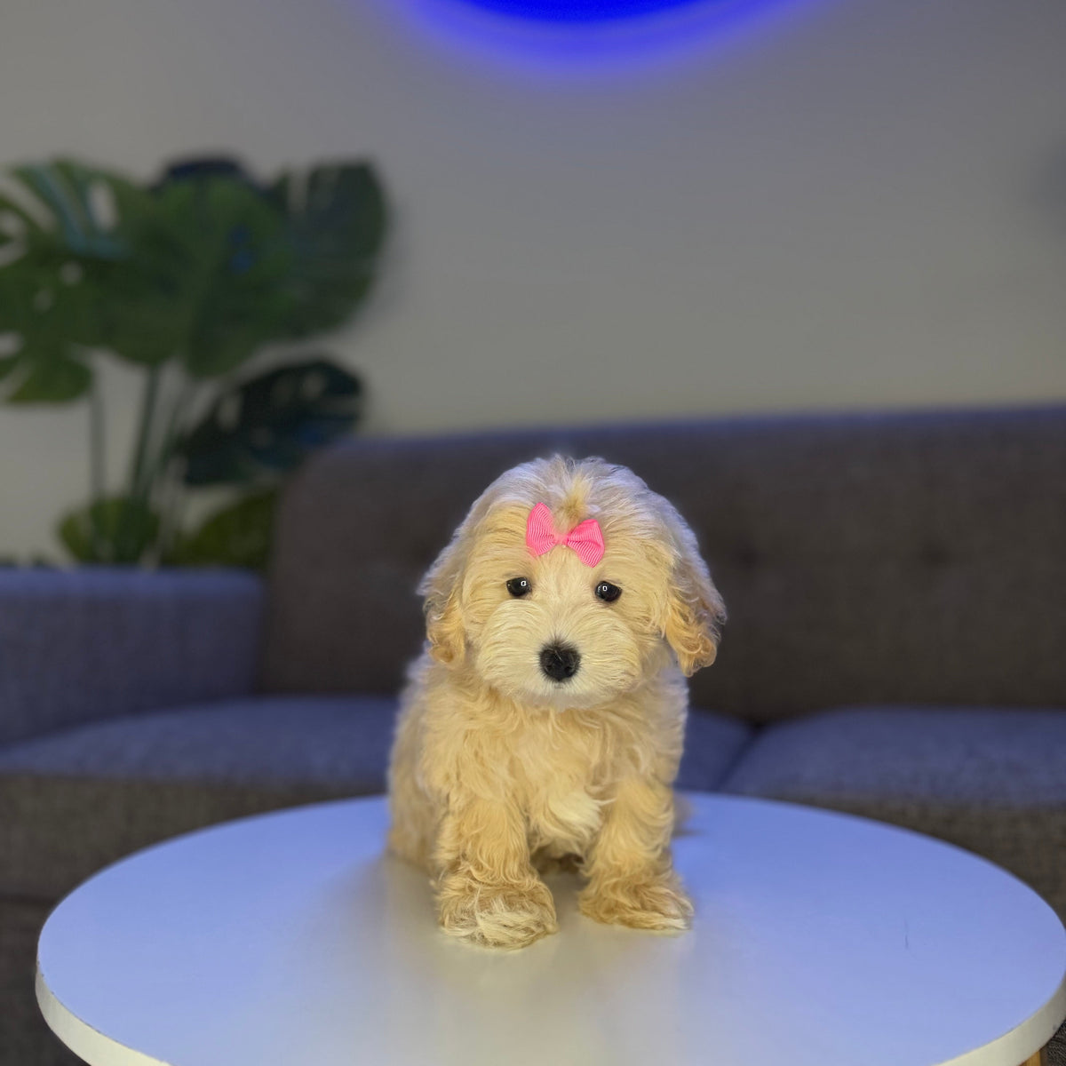 Puppy Mansion 