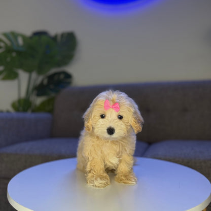 Mimosa