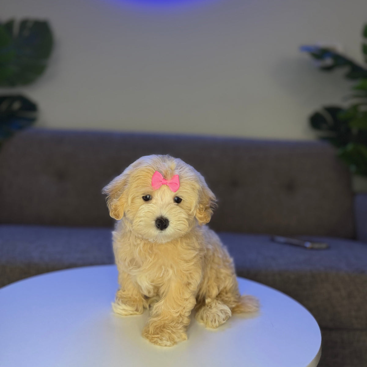 Mimosa