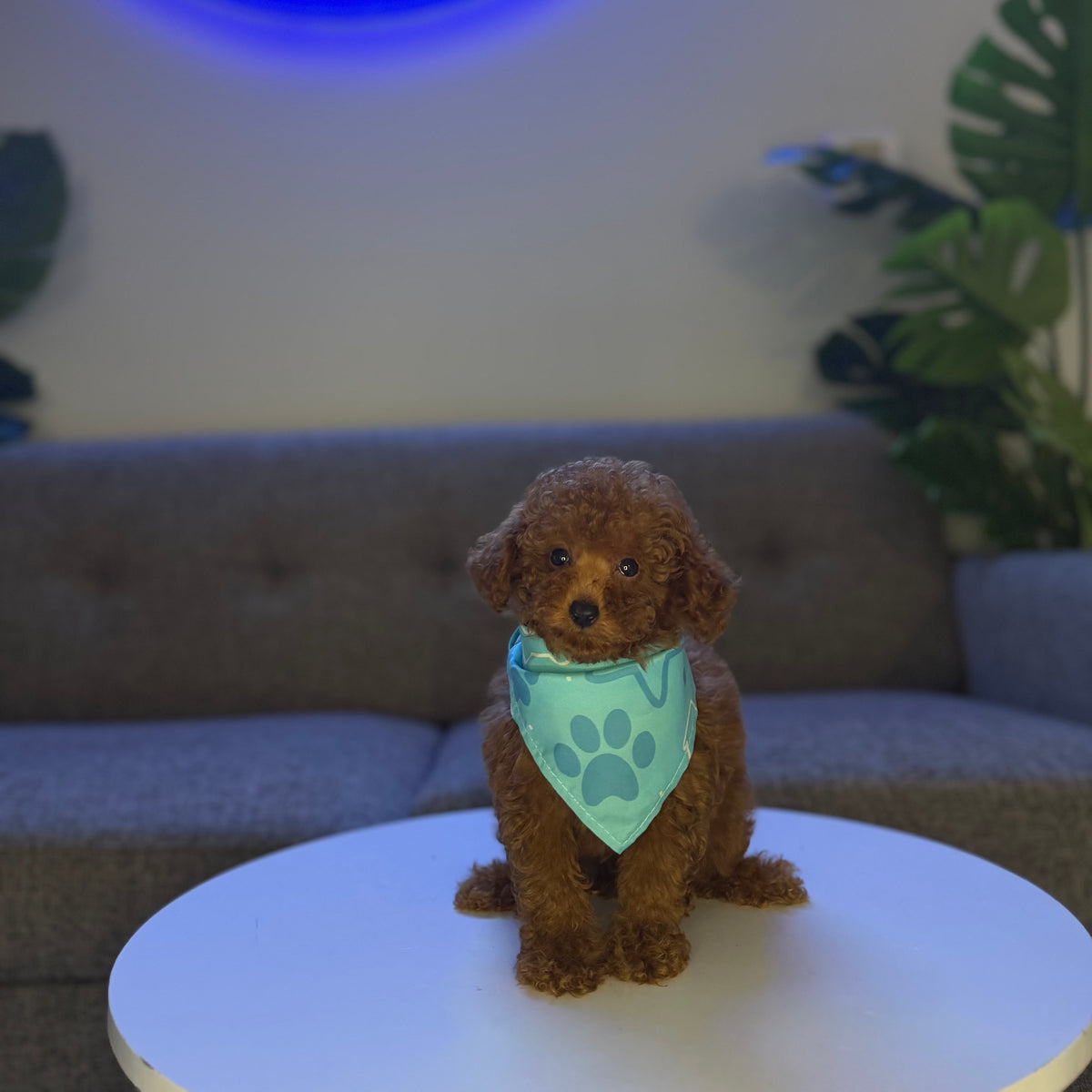 Puppy Mansion 