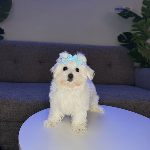 Malibu