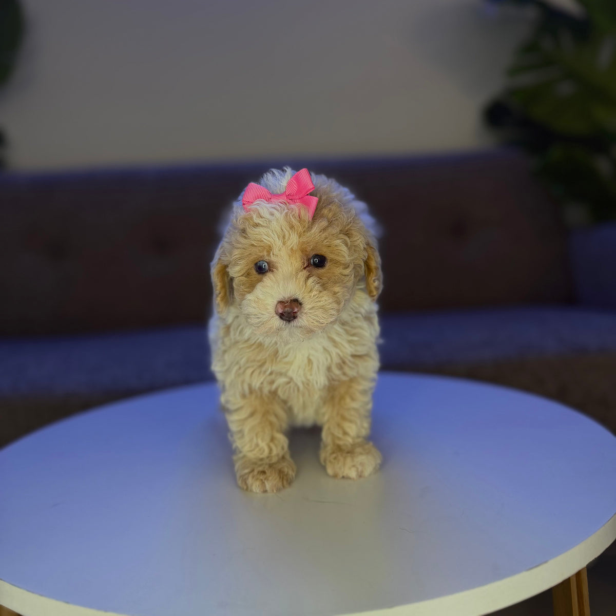 Puppy Mansion 