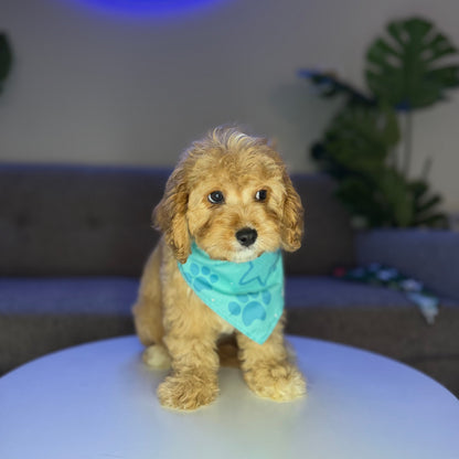 Oakley