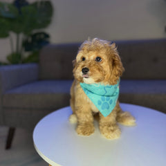Oakley