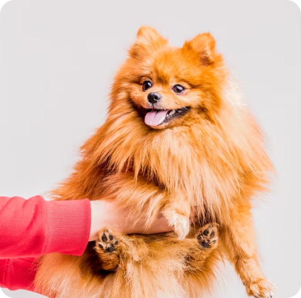 Puppy playing with ball