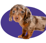 Dog logo