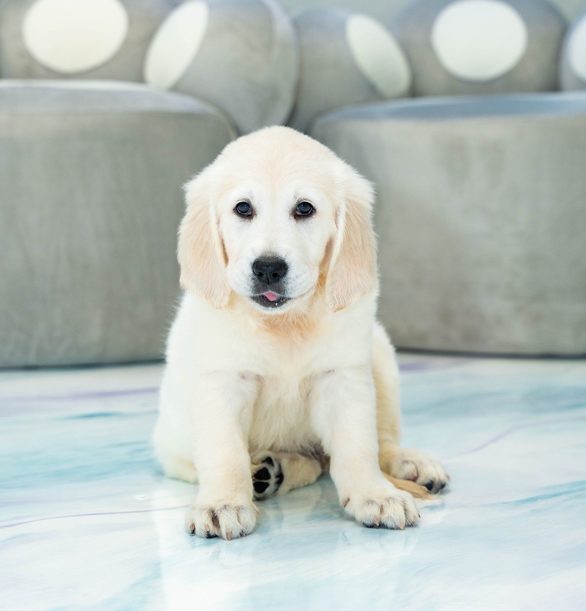 Puppy Mansion 