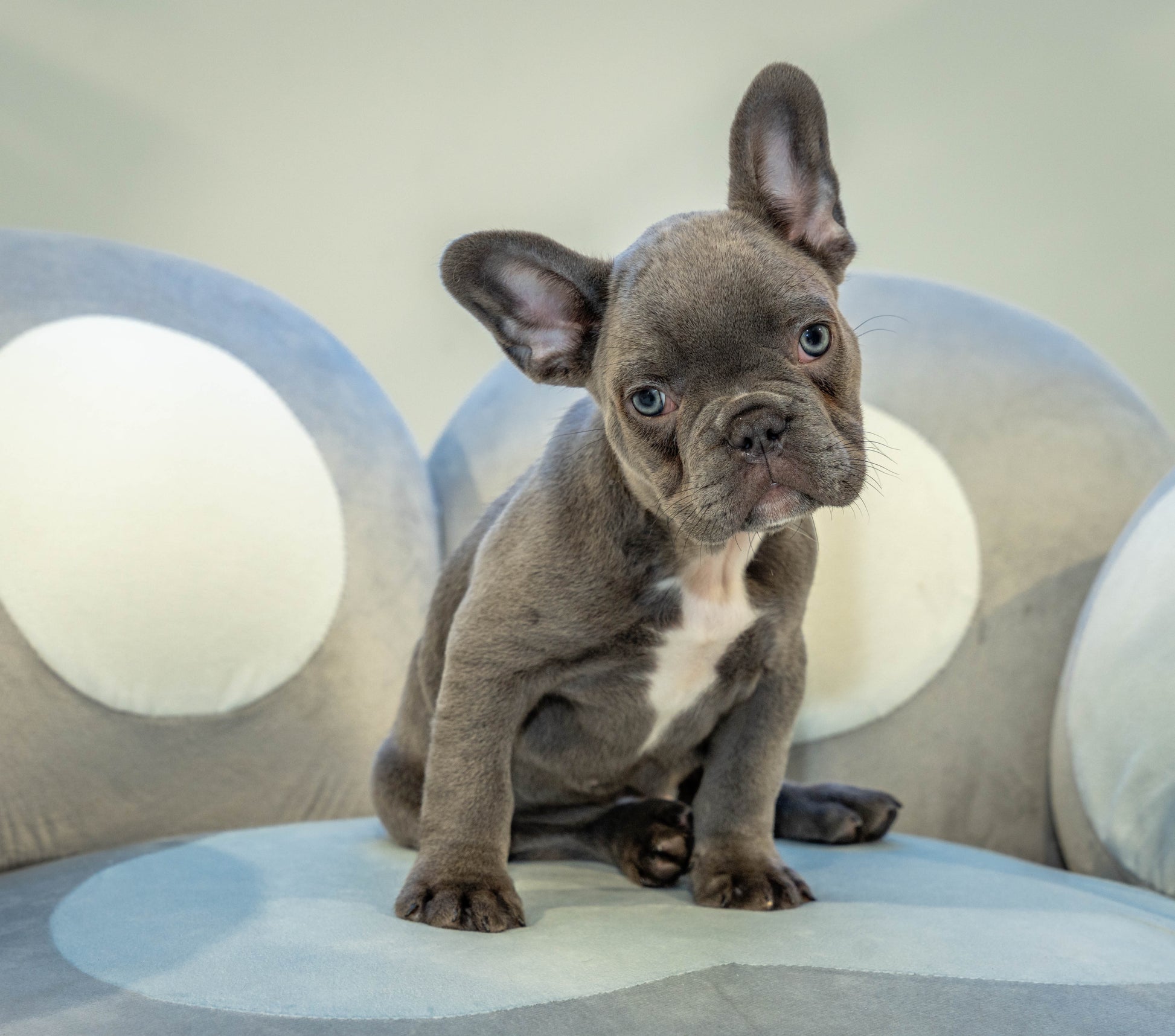 Puppy Mansion 