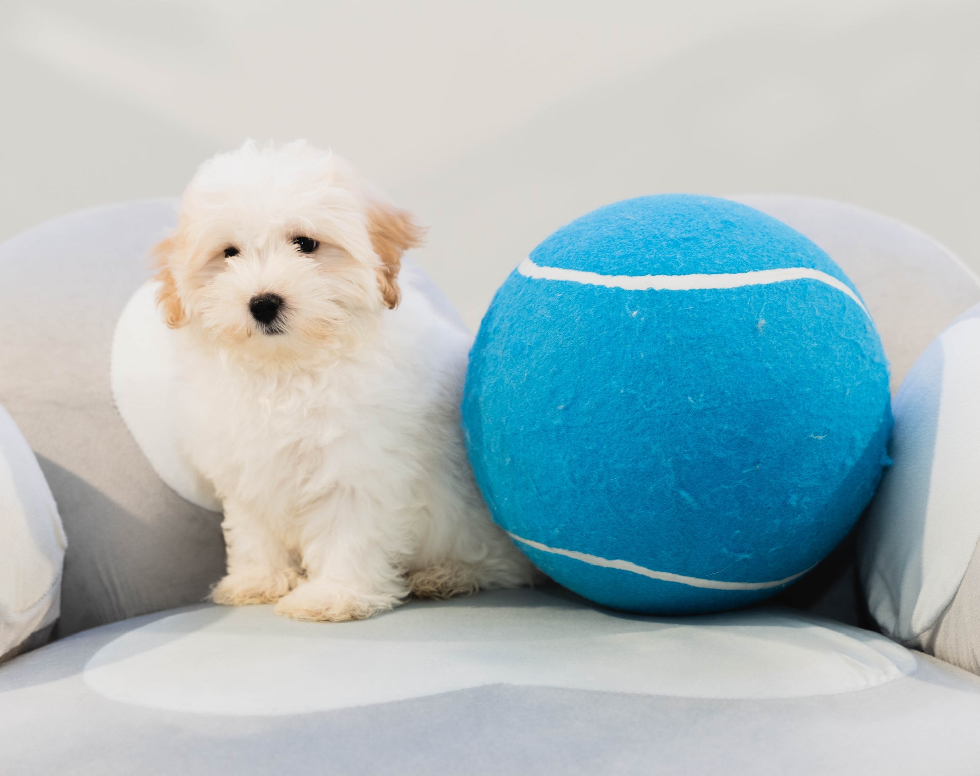 Puppy Mansion 