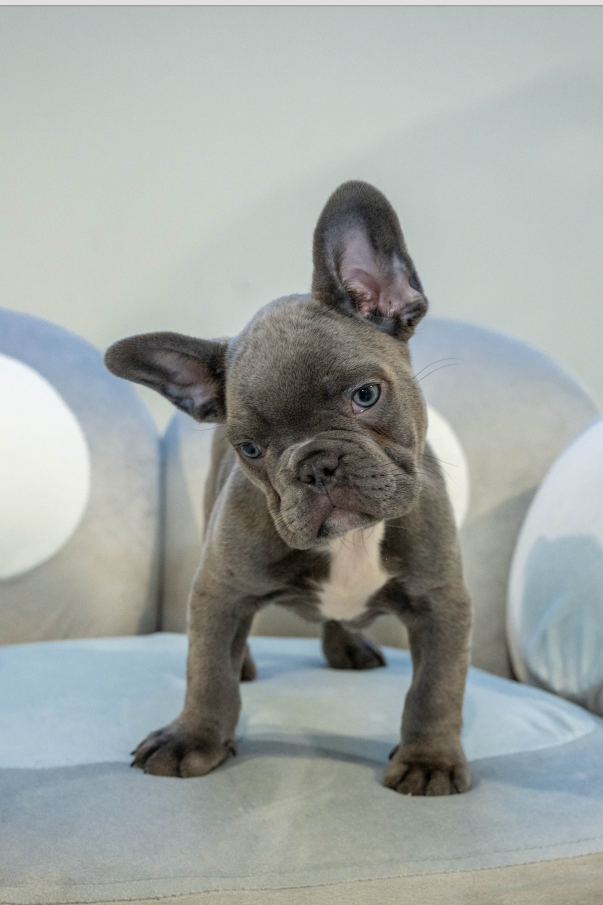 Puppy Mansion 