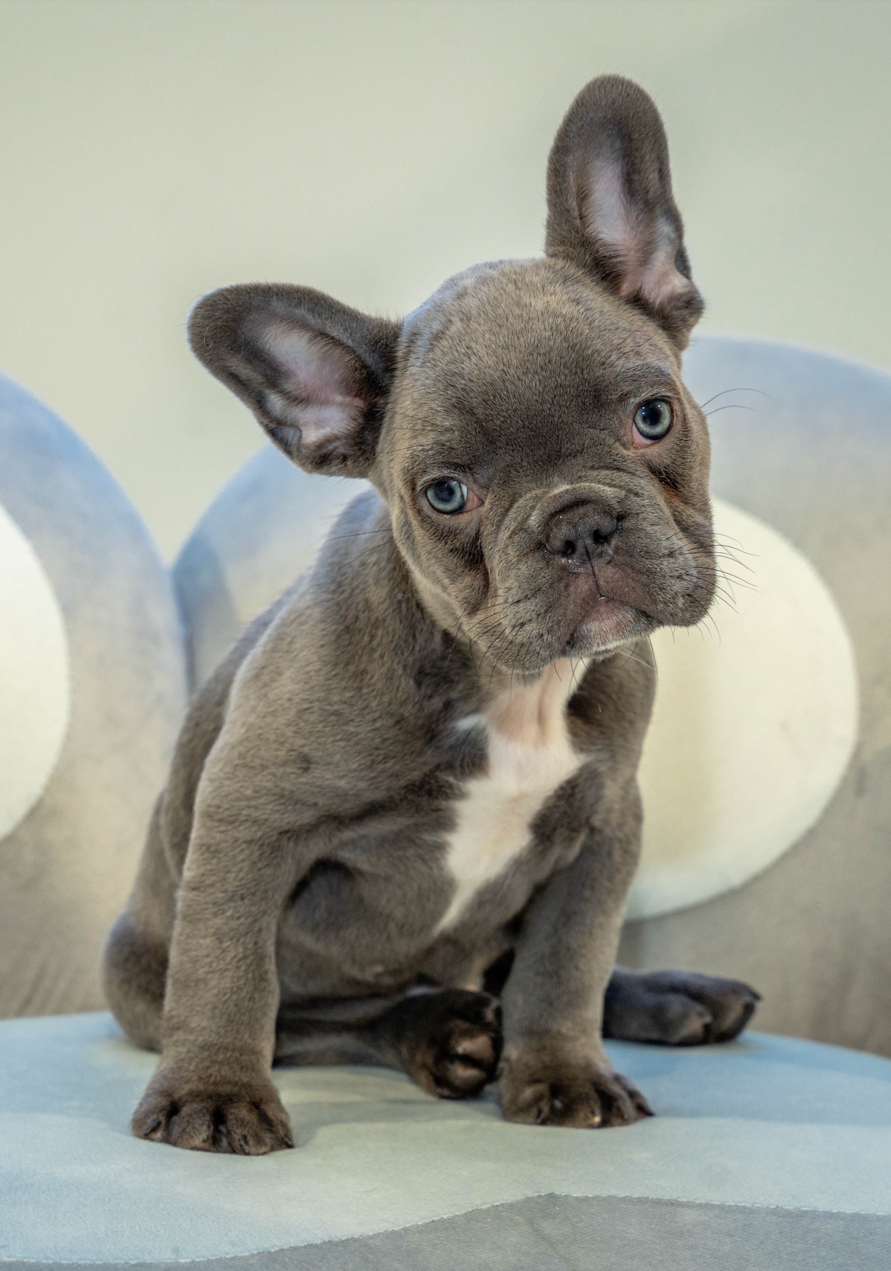 Puppy Mansion 