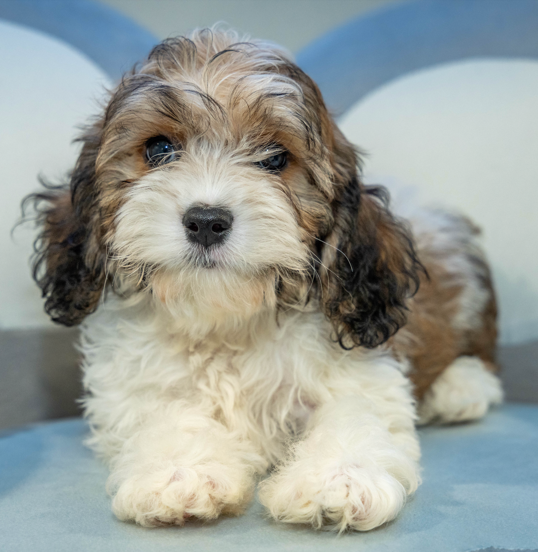 Puppy Mansion 