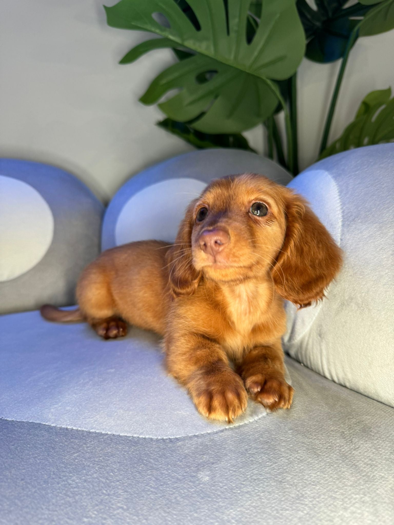 Puppy Mansion 