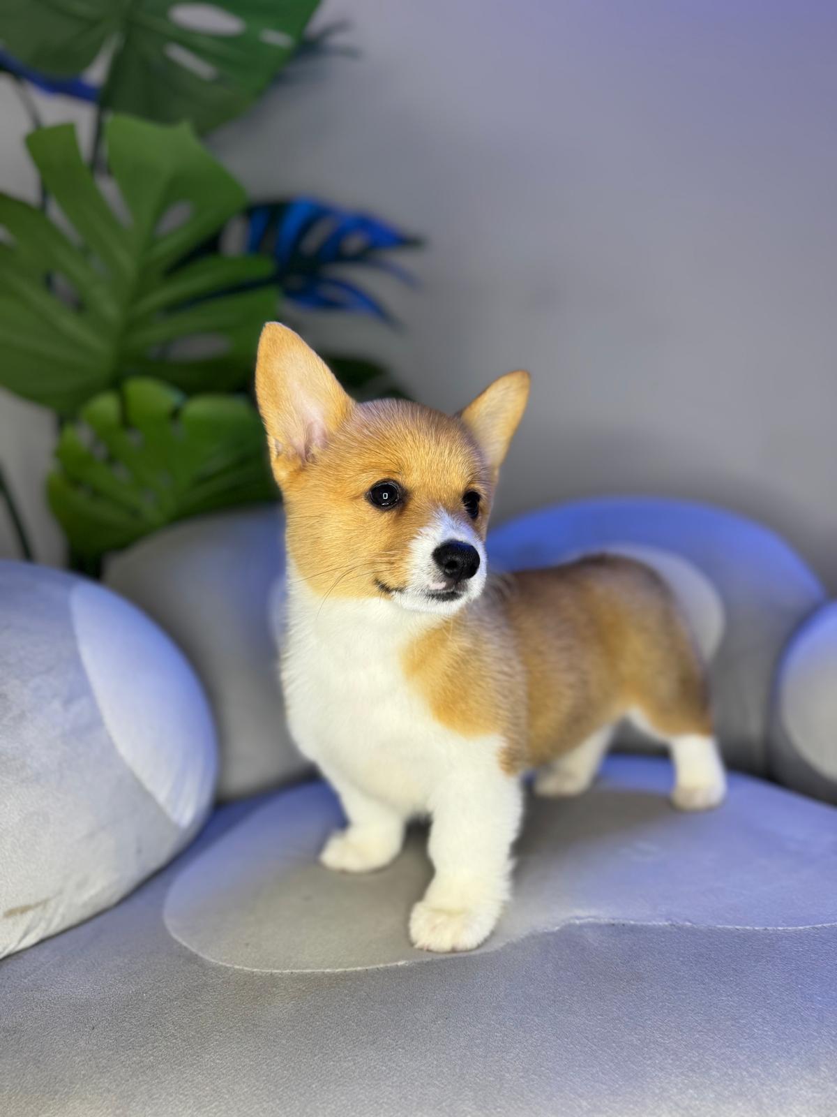 Puppy Mansion 