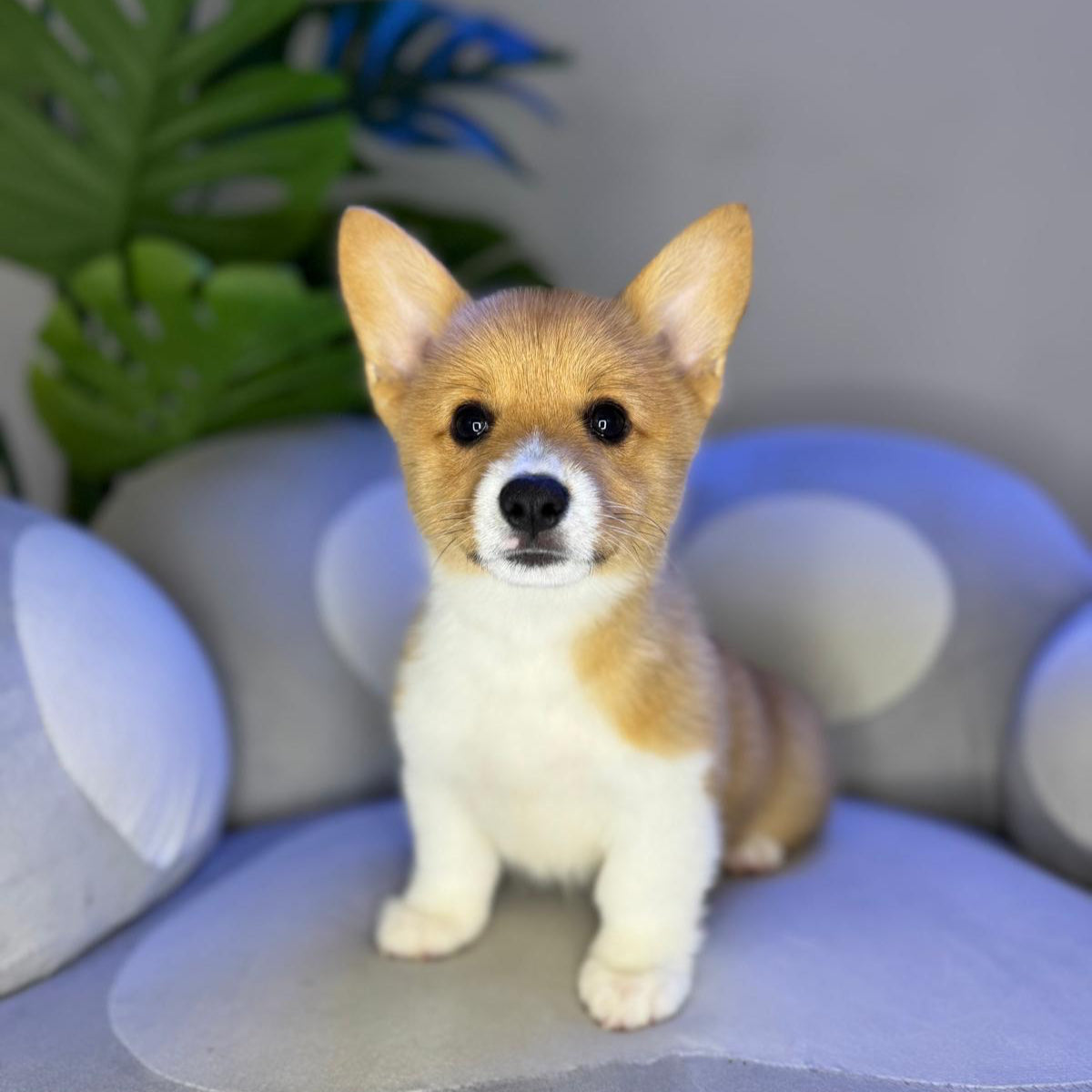 Puppy Mansion 