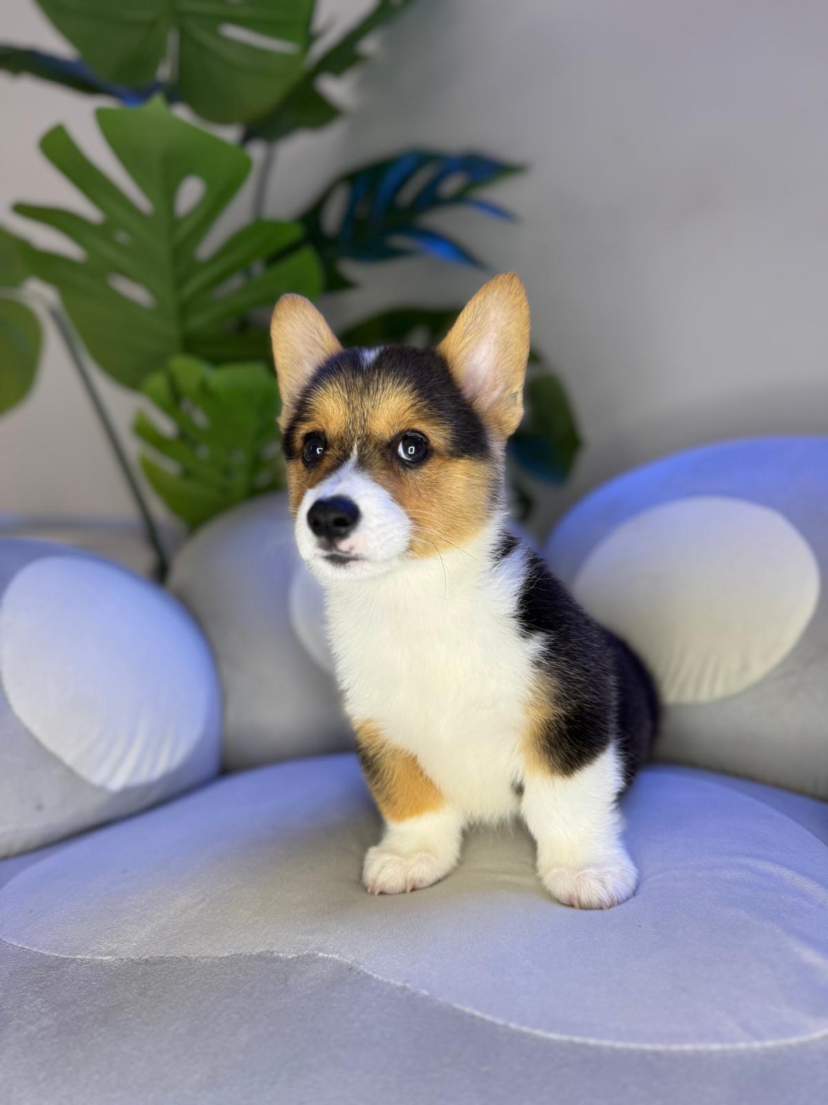 Puppy Mansion 