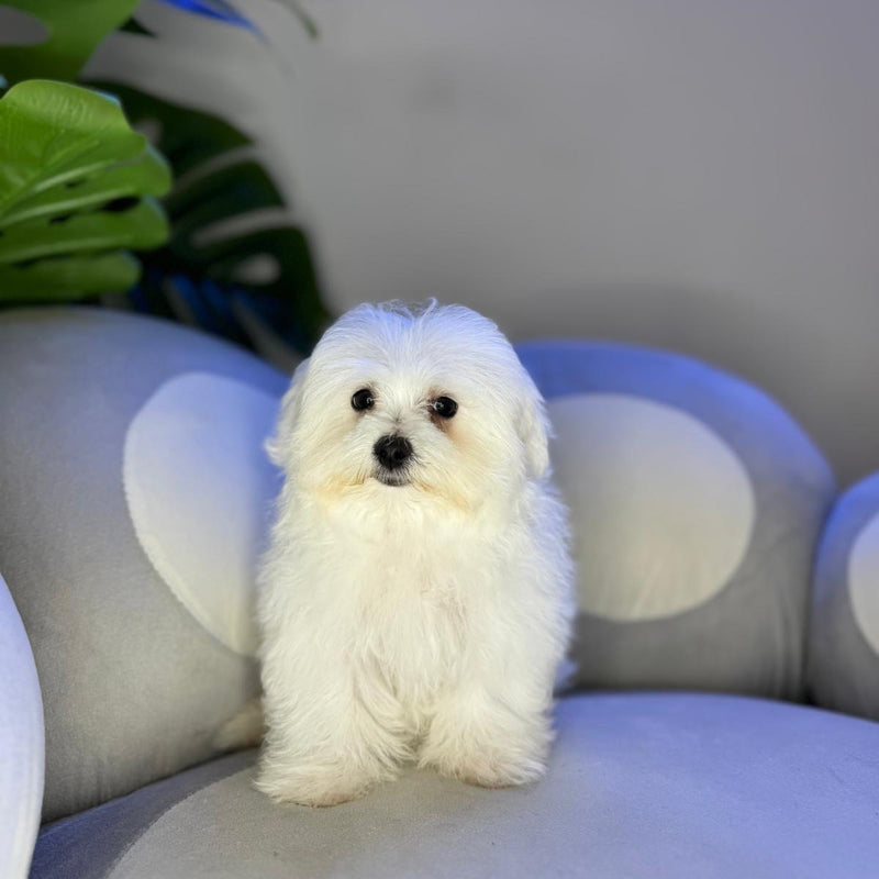 dog-image