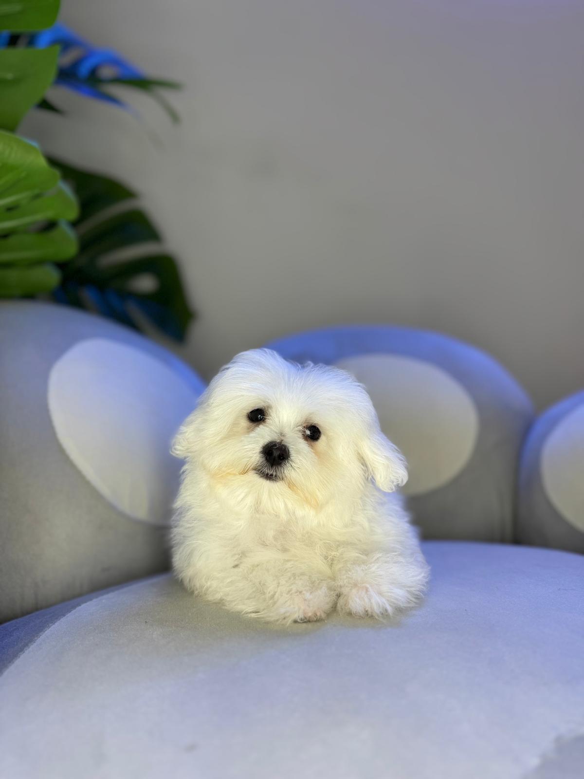 Puppy Mansion 