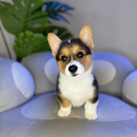 Maximo