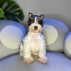 Snoopy
