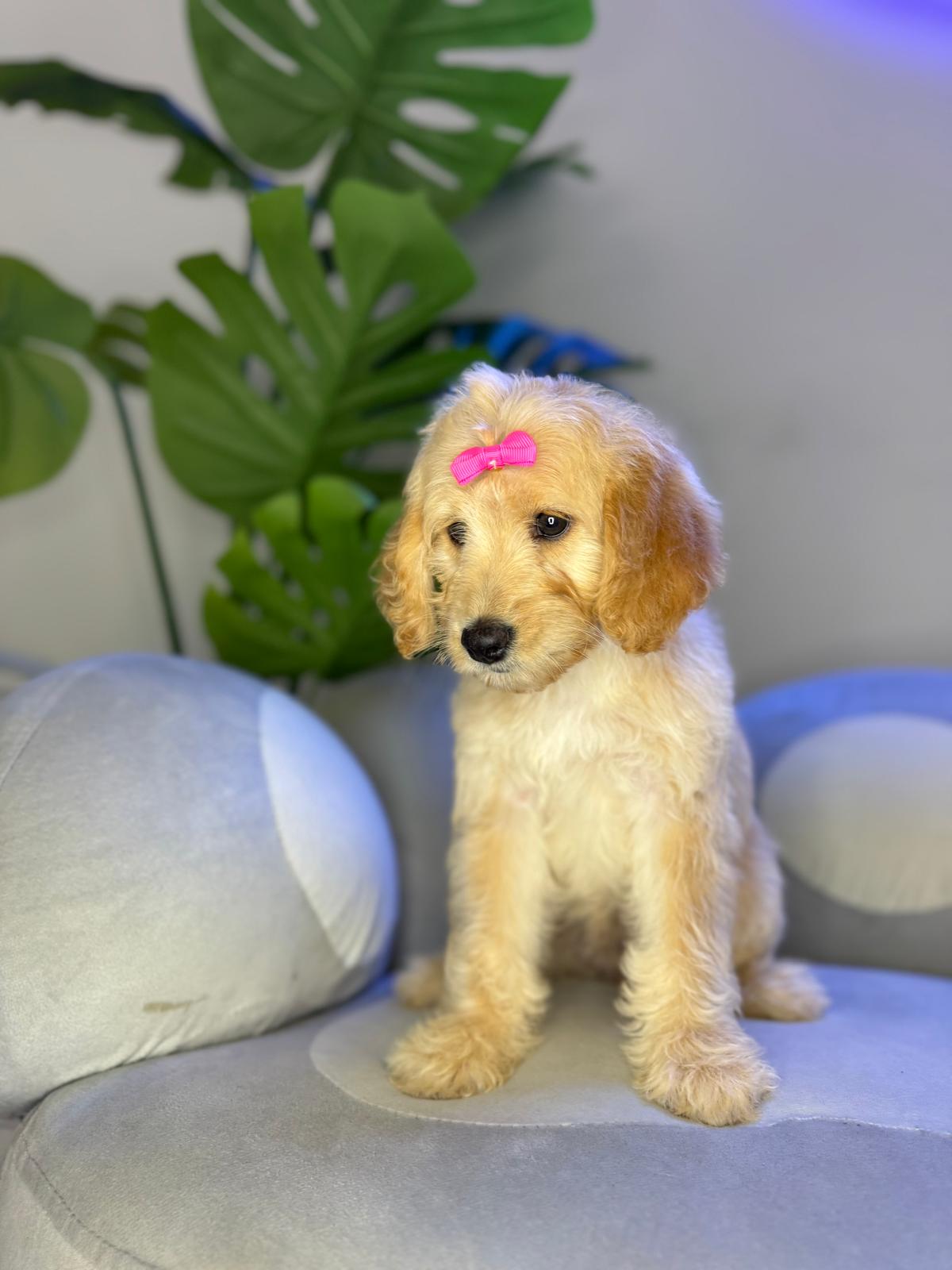 Puppy Mansion 