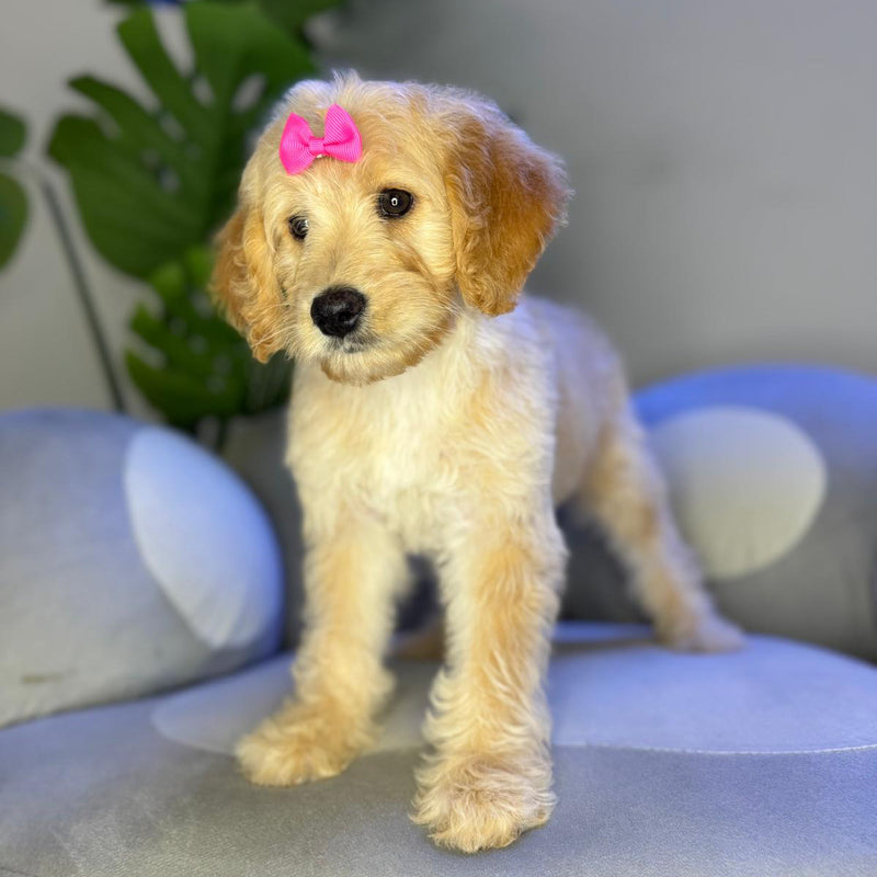 dog-image
