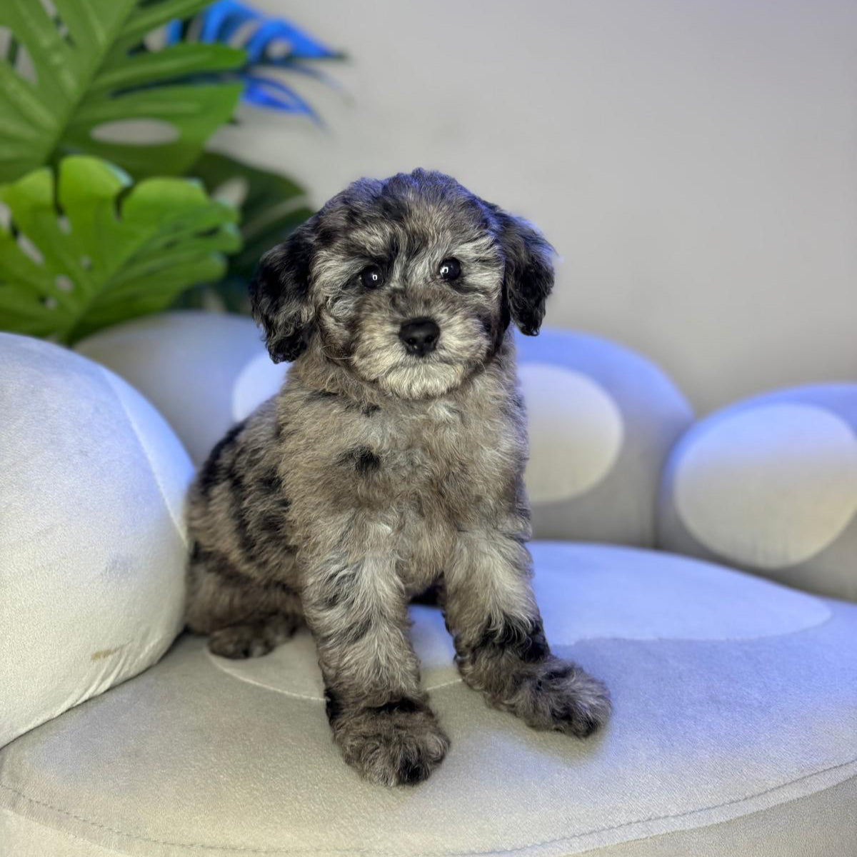 Puppy Mansion 