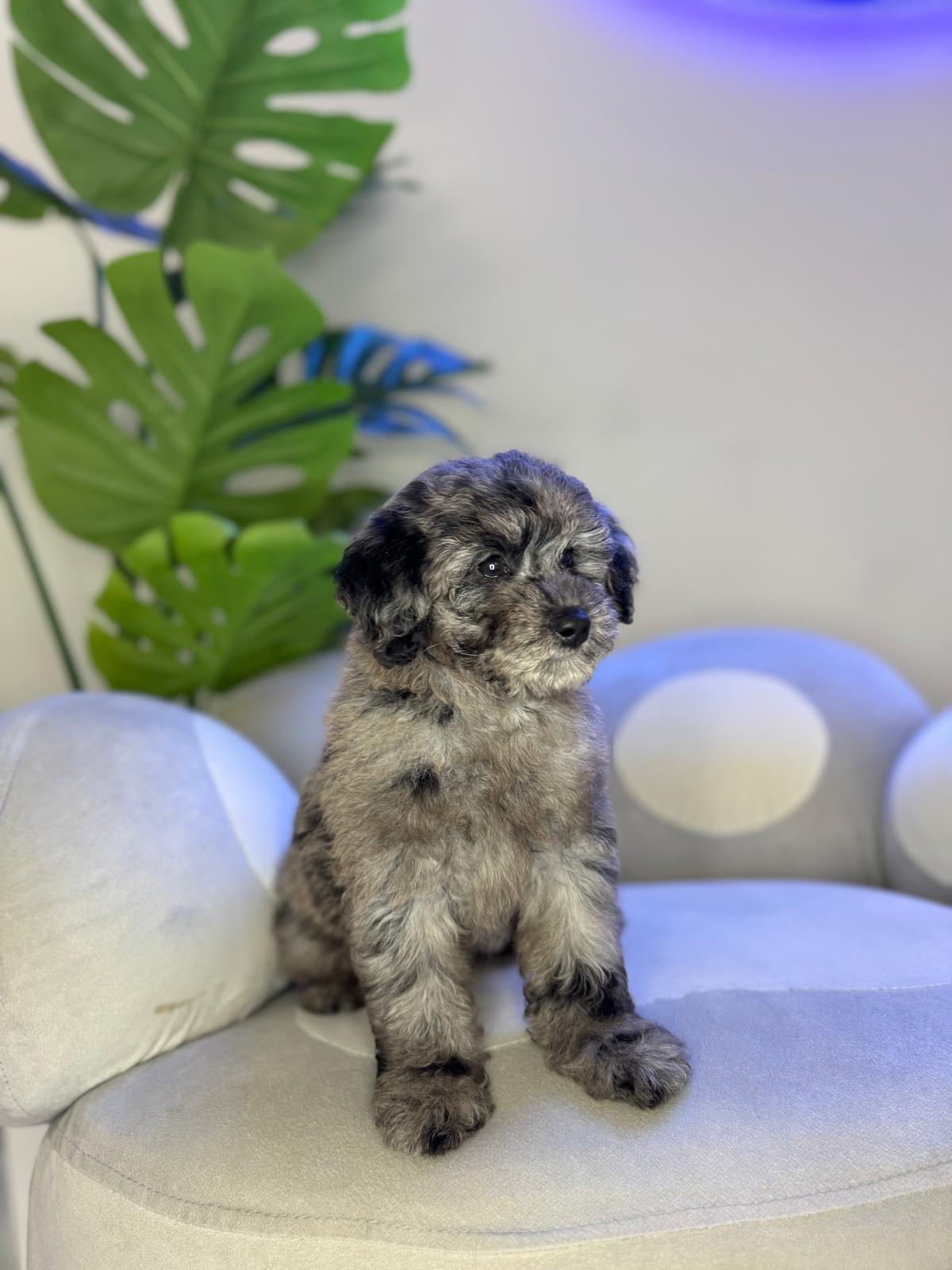 Puppy Mansion 