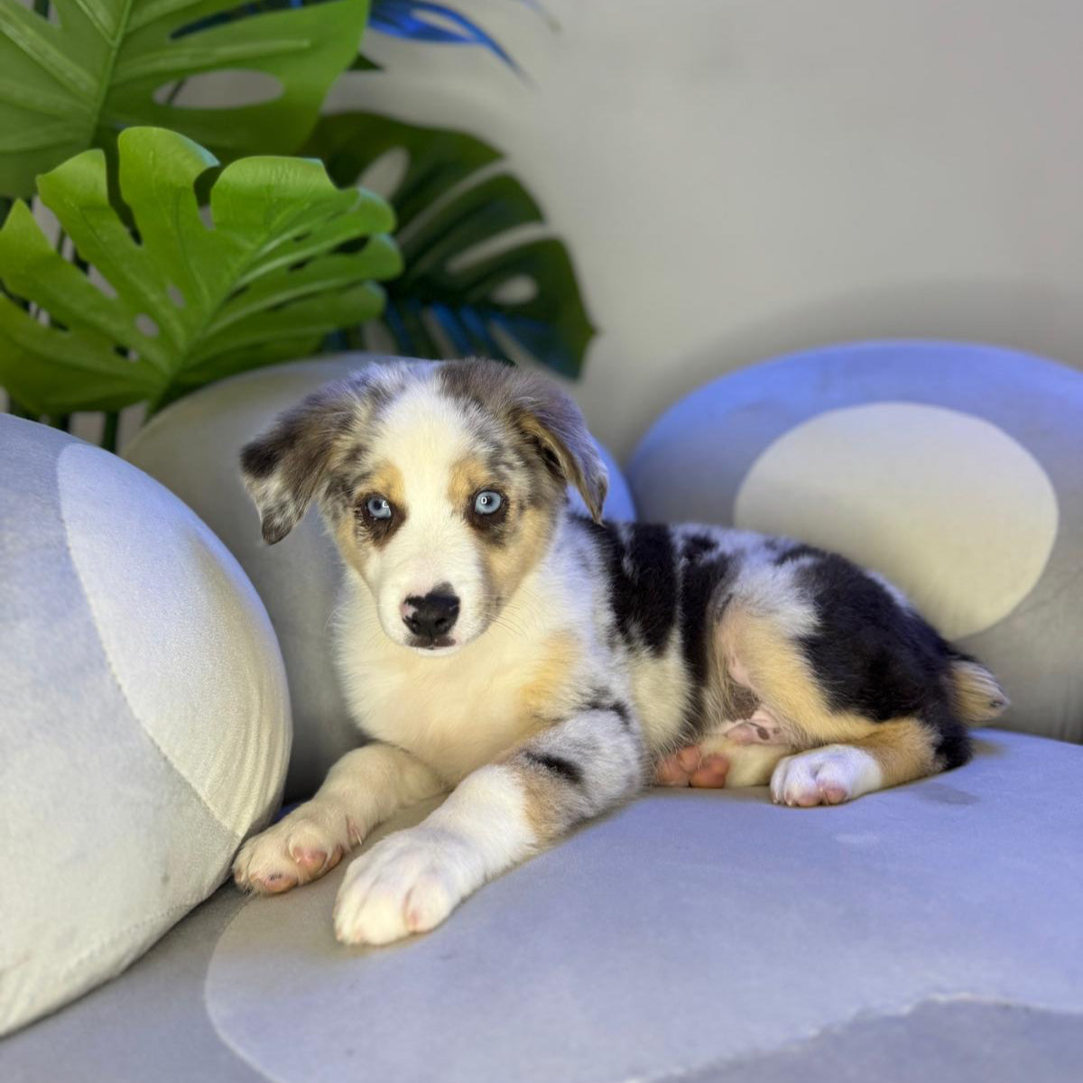 Puppy Mansion 