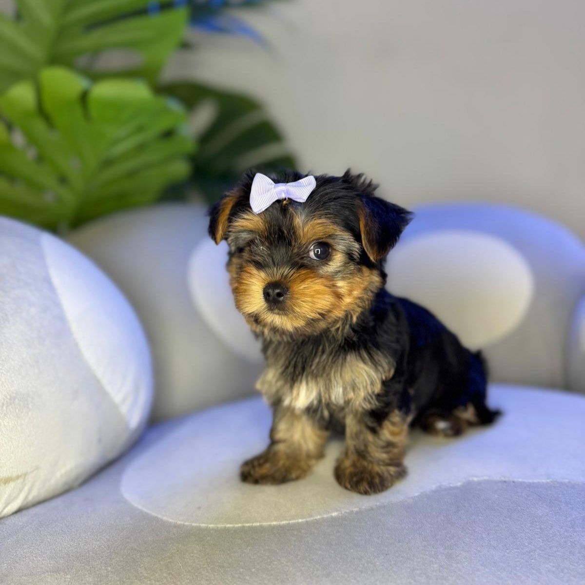Puppy Mansion 