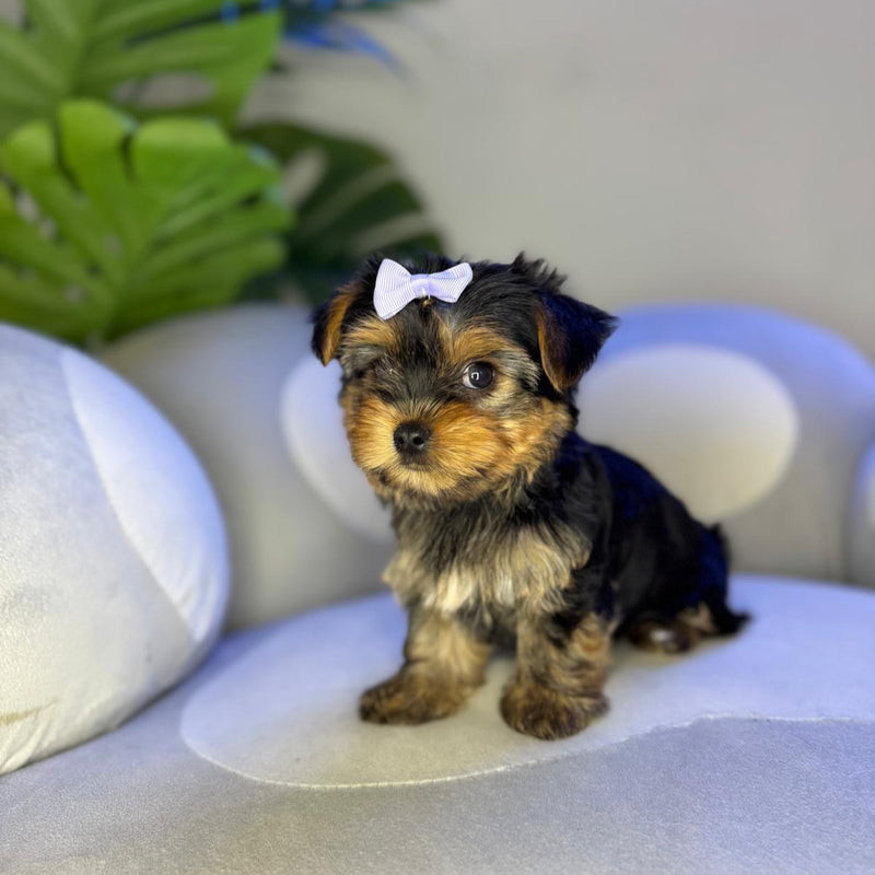 dog-image