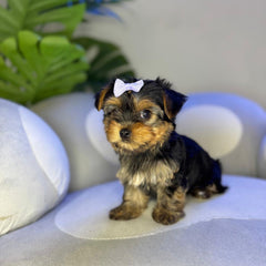 Hailey
