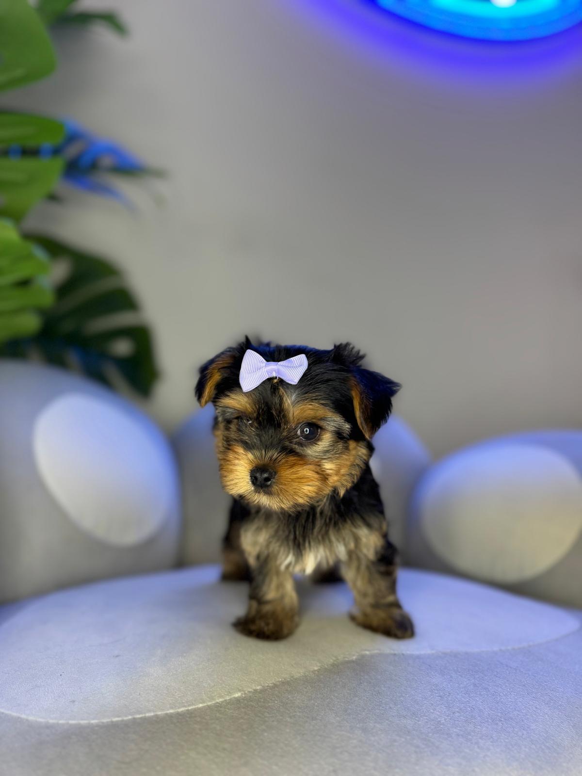 Puppy Mansion 
