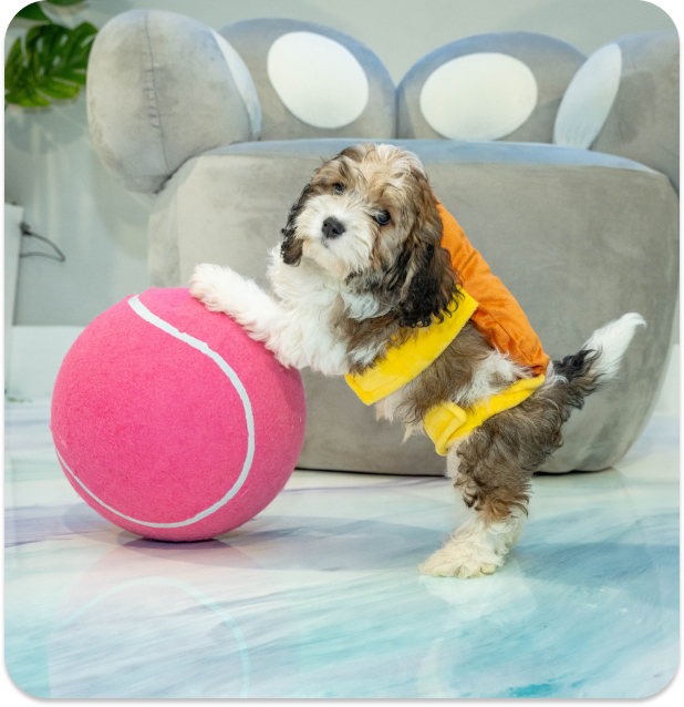 Puppy playing with ball