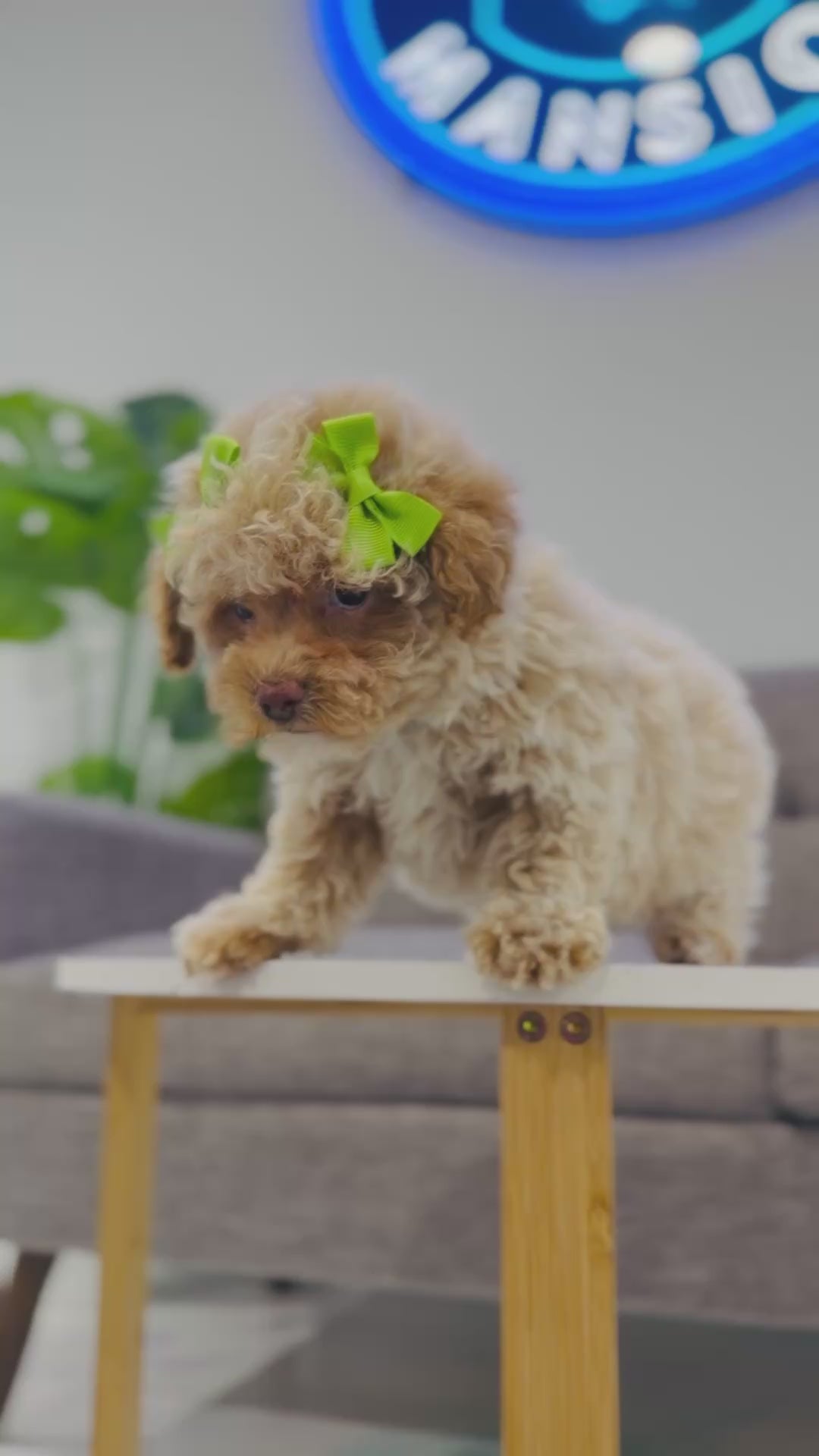 Puppy Mansion 